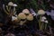 Undergrowth with group of mushrooms