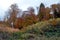 Undergrowth and sloping pine