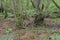 Undergrowth and Trees in Woods, Redgrave and Lopham Fen, Suffolk, UK