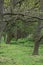 Undergrowth and Trees in Woods, Redgrave and Lopham Fen, Suffolk, UK