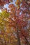 Underneath a Red Autumn Canopy