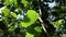 Underneath view of a few leaves of a tiger\\\'s claw plant