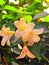 Underneath view of jasmine flowers exposed to the evening sun