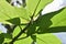 Underneath view of a Two Striped Jumper sitting beneath a Ficus Hispida leaf