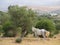 Undernourished horse in olive grove