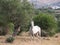 Undernourished horse in olive grove