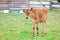 Undernourished Jersey calf