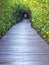 Underpass of trees