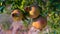 Underripe green pomegranate fruits hang on branch in garden