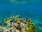 Undersea landscape with parrotfish and coral reef. Tropical seashore animals underwater photo