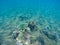 Undersea landscape with sardine fish shoal and young coral reef. Tropical seashore animals underwater photo