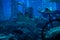 Undersea marine life. Prospective view of a large Manta Ray swimming under blue ocean. Seabed blue background