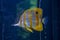 Undersea ocean wildlife fish in aquarium