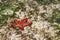 Undersea ocean wildlife, sea star fish