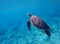 Undersea photo with sea turtle with text place