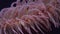 An Undersea Sea Anemone