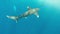 Undersea wildlife in the Red Sea Backlight scene White tip shark longimanus.