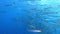 Undersea wildlife School of barracuda fish in clean blue water