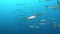 Undersea wildllife - Big school of barracudas swimming close to the camera