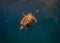 Undersea world. Sea turtle.