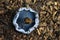 Underside of Bright Blue Indigo Milk Cap Fungus