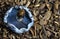 Underside of Bright Blue Indigo Milk Cap Fungus