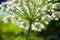 Underside of cow parsnip umbel showing the hairy stem