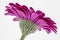 Underside of a dark pink Gerbera against a white background