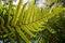 Underside of fern leaf frond Dryopteris affinis scaly male fern