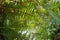 Underside of fern leaves fronds Dryopteris affinis the scaly male fern