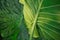 underside of large tropical leaves with thick veins