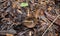 The underside of the Liberty Cap mushroom or  psilocybe semilanceata.