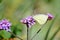 Underside of male large white butterfly on violet verbena.