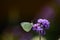 Underside of male large white butterfly on violet verbena.