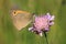 Underside of meadow brown butterfly