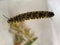 Underside of monarch caterpillar with webbing