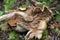 Underside of mushroom