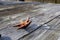 The underside of a Pacific Ocean Ochre Starfish