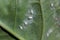 Underside of plants leaves with pest Cabbage Whitefly Aleyrodes proletella adults and larvae on the underside of the leaf. Itis a