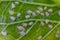 Underside of plants leaves with pest Cabbage Whitefly Aleyrodes proletella adults and larvae on the underside of the leaf. Itis a