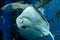 Underside of a Southern Stingray and diver