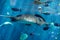 Underside of a Southern Stingray under the light