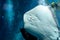 Underside of a Southern Stingray under the light