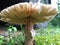 Underside of toad stool