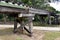 The underside view of an old timber railway bridge crossing the Barron River