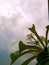 Underside view of plant showing the sky