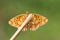 The underside view of a stunning rare Pearl-bordered Fritillary Butterfly, Boloria euphrosyne , perched on a plant stem.