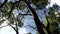 Underside view of trees and vegetation on mountain reserve forest. Low angle. rotating shot