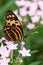 Underside wings view of Harmonia tiger poison butterfly