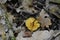 Underside of Yellow Crossveined Troop Mushrooms